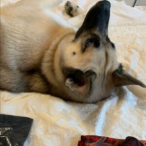 Cozy Canine Companion- Ella short for Cinderella